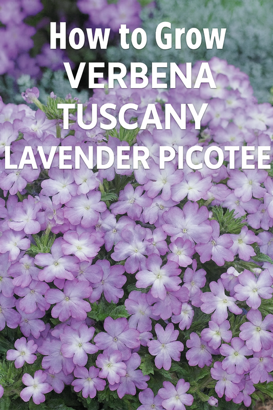 Verbena Tuscany Lavender Picotee flowers in full bloom with lavender petals edged in white.