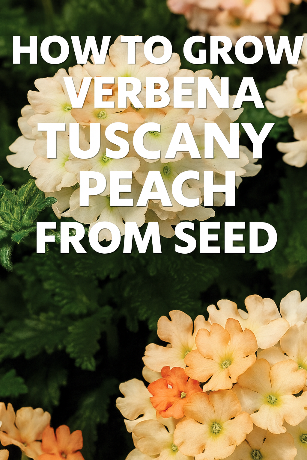 Close-up of Verbena Tuscany Peach flowers in full bloom with soft peach petals
