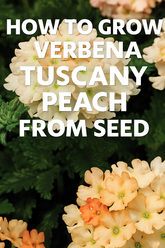 Close-up of Verbena Tuscany Peach flowers in full bloom with soft peach petals