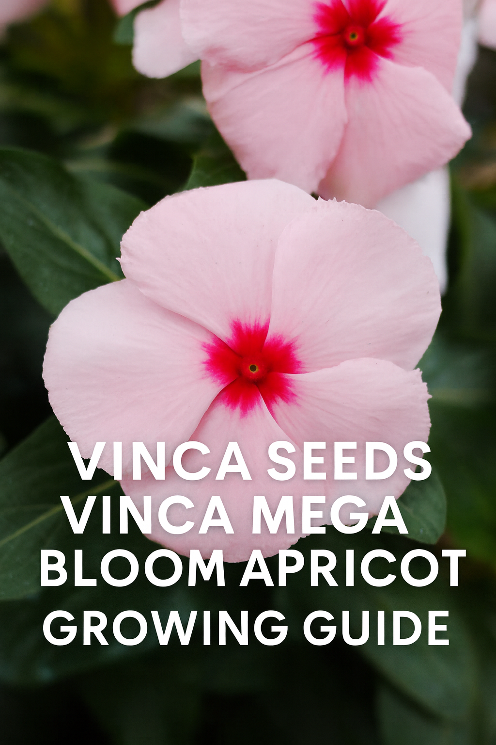Vinca Seeds – Vinca Mega Bloom Apricot: A Complete Growing Guide