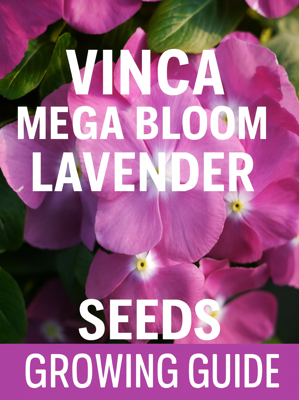 Close-up of Vinca Mega Bloom Lavender flowers with vibrant purple petals, grown from seed. Ideal for garden beds, borders, and container displays