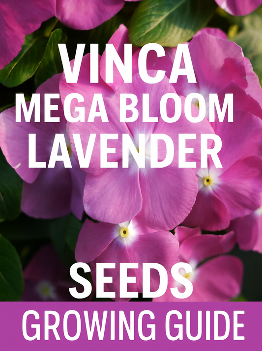 Close-up of Vinca Mega Bloom Lavender flowers with vibrant purple petals, grown from seed. Ideal for garden beds, borders, and container displays