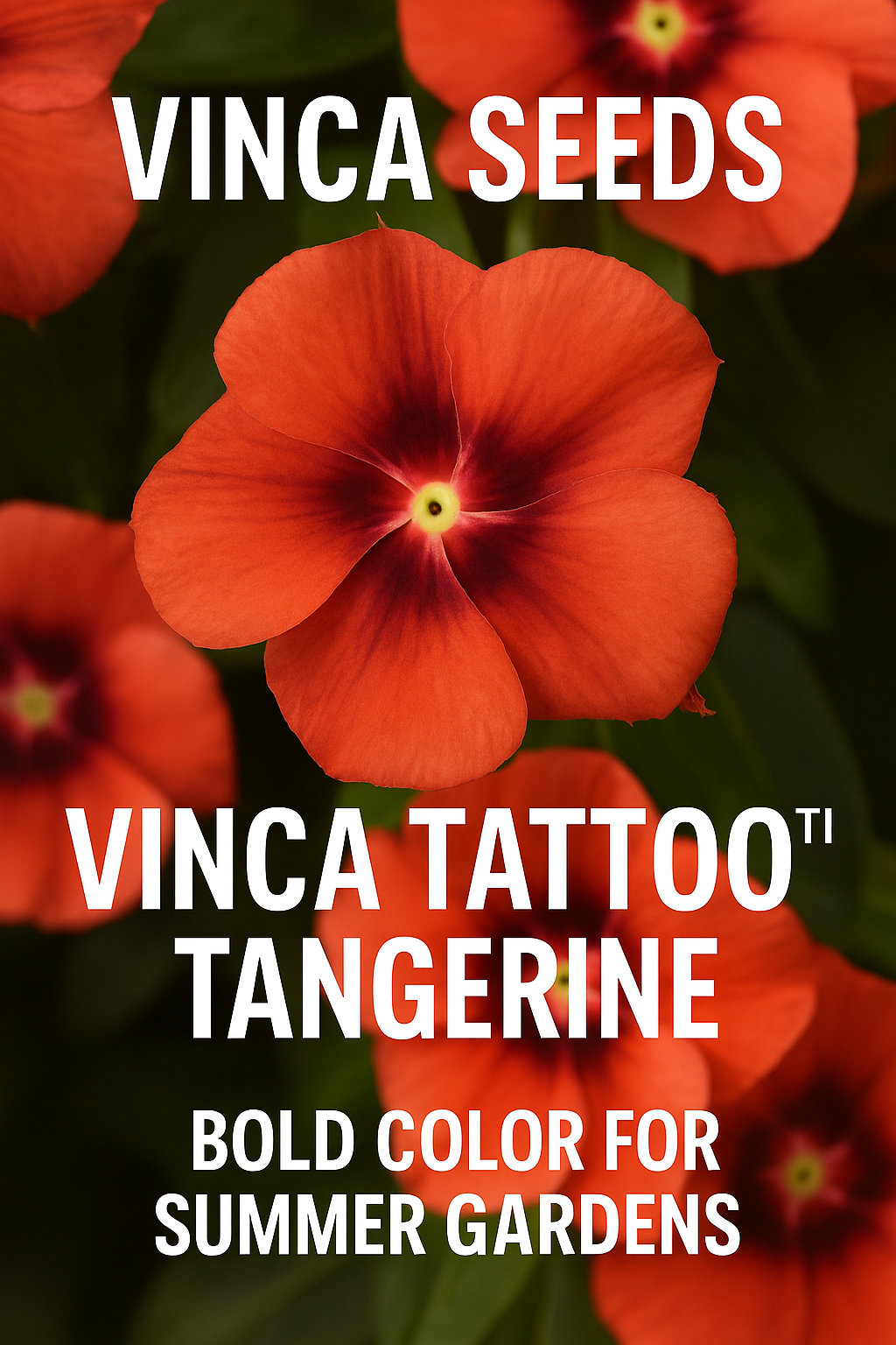 Close-up of Vinca Tattoo™ Tangerine flower with bright orange petals and deep maroon centers, a bold heat-tolerant annual perfect for summer gardens