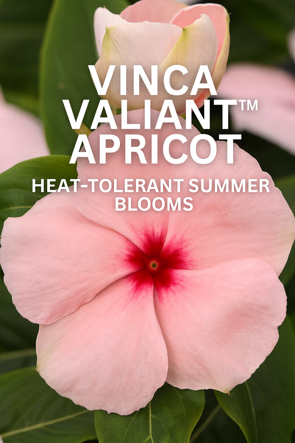 Vinca Valiant™ Apricot blooms with soft peach-pink flowers and glossy green foliage. Heat and drought-tolerant, perfect for summer gardens and landscapes.