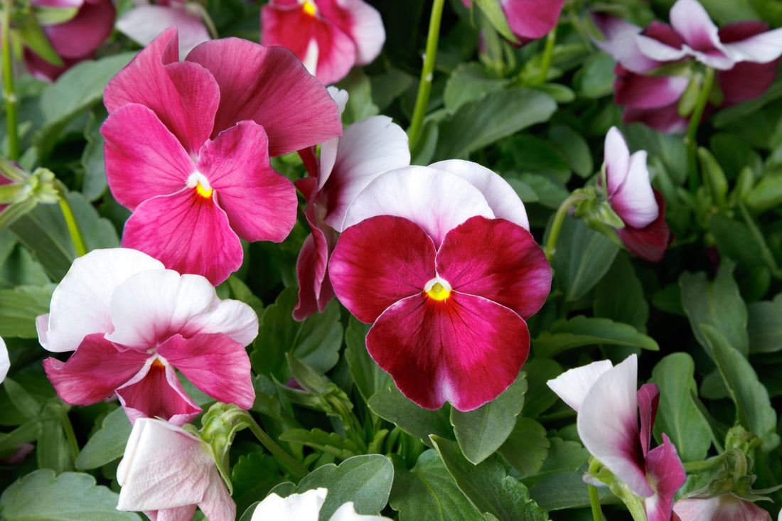 Close-up of Viola Colormax Beacon Rose flowers with vibrant deep rose and white petals, blooming among lush green foliage – cool-season blooms from Trailing Petunia Bulk Seeds
