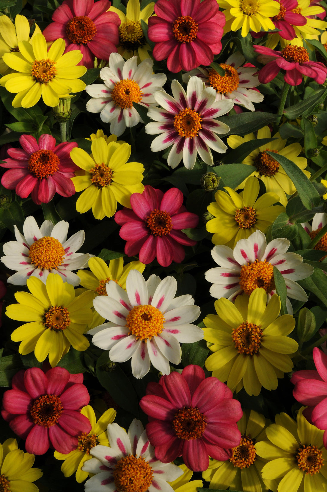 Zinnias in Bulk: The Bold Blooms Every Garden Deserves