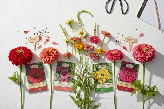 Four zinnia series comparison — Benary's Giant, Zesty, Dreamland, and Oklahoma blooms with seed packets on white surface