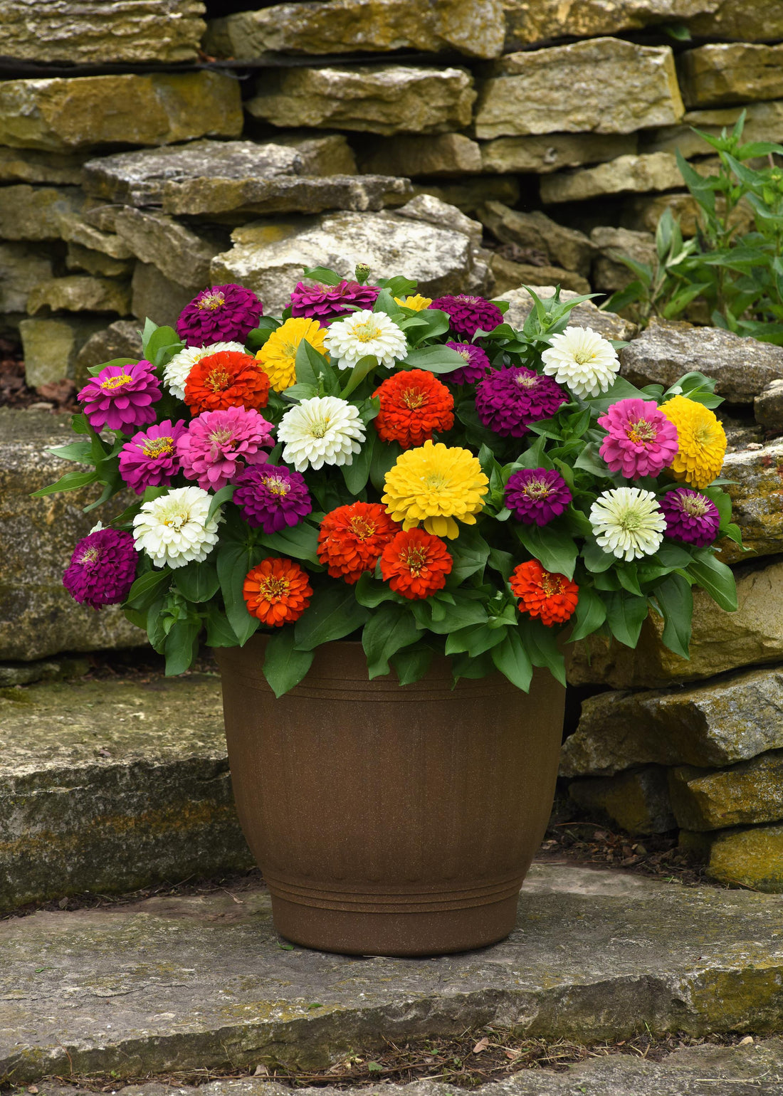 Zinnia Zesty Mix flowers blooming in vibrant colors of red, purple, orange, and yellow in the summer garden