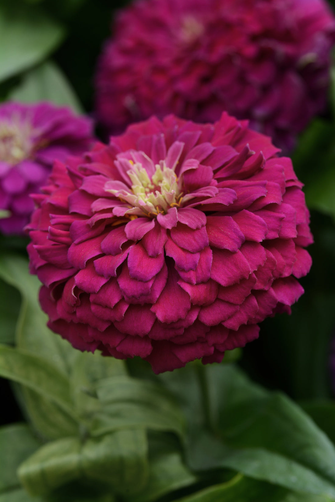 Zinnia Zesty Purple flowers blooming in deep violet-purple shades in the summer garden
