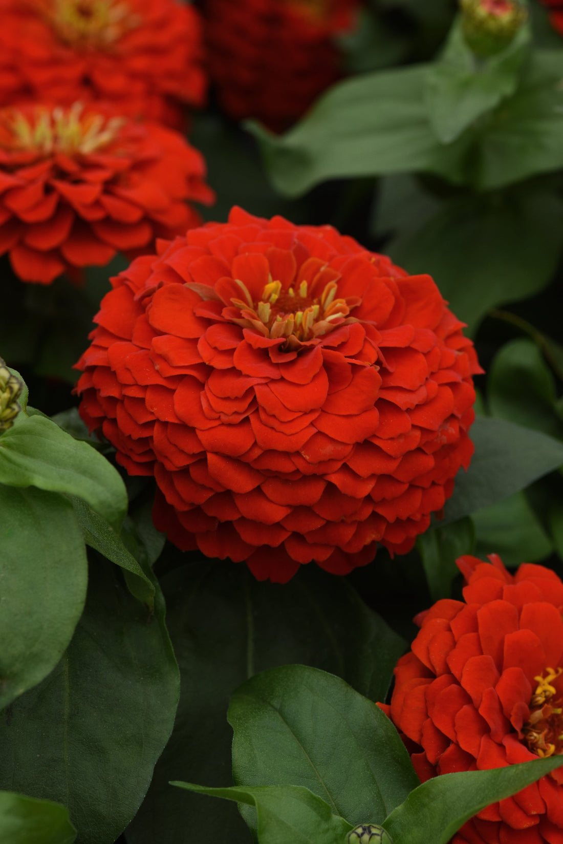 Zinnia Zesty Scarlet flowers blooming in brilliant red shades in the summer garden
