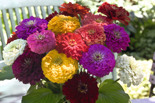 Buying Bulk Seeds To Grow Many Cut Flowers Varieties