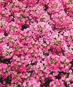 Alyssum Seeds Wonderland Pink Flower Seeds
