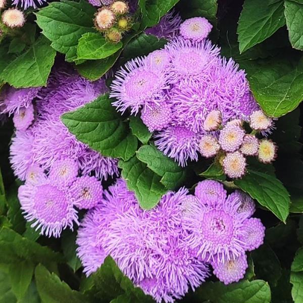 1,000 Pelleted Seeds Ageratum Kona Blue
