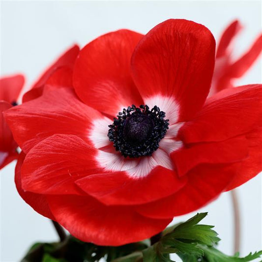Anemone Seeds Gemstone Scarlet Windflower