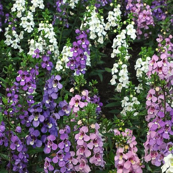 Angelonia Seeds Serena® Mix Pelleted Seeds