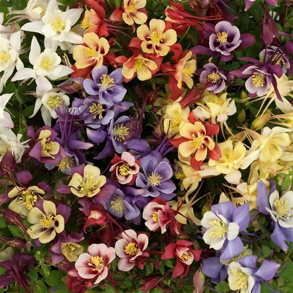 Aquilegia Seeds Earlybird™ Mix Columbine Seeds