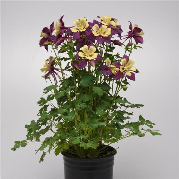 Aquilegia Seeds Earlybird™ Purple Yellow Columbine Seeds