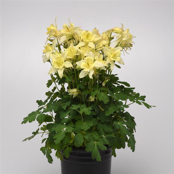 Aquilegia Seeds Earlybird™ Yellow Columbine Seeds