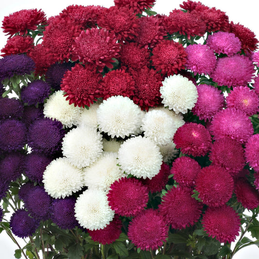 2,000 Aster Seeds Bonita Mix Cut Flower