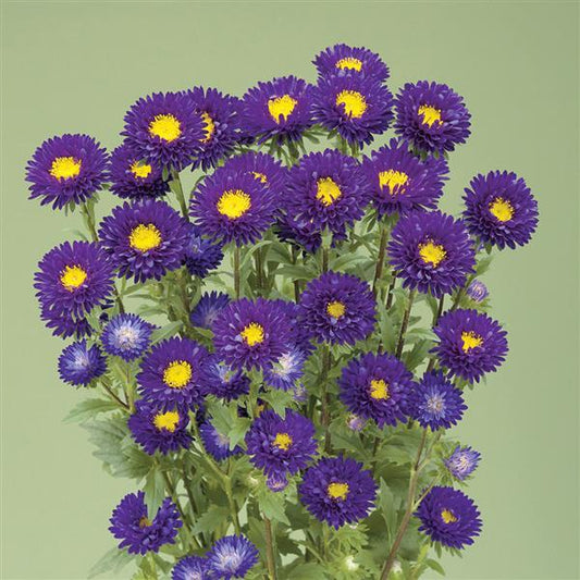 2,000 Aster Seeds Fujimi Purple Cut Flower