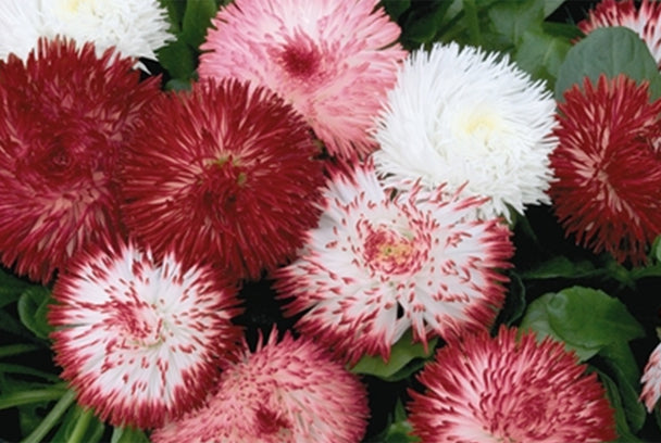 1,000 Pelleted Bellis Seeds Habanera Mix English Daisy