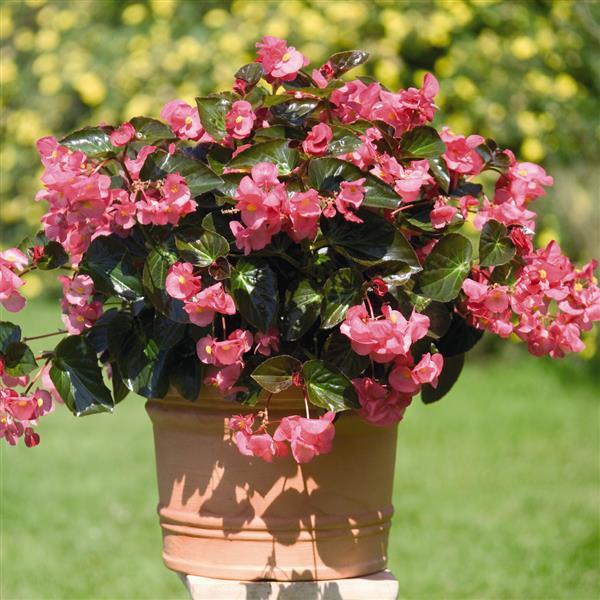 Begonia Seeds Begonia Big Rose Bronze Leaf Pelleted Seeds