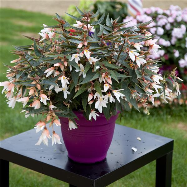 Begonia Seeds Begonia Bossa Nova Pure White Pelleted Seeds