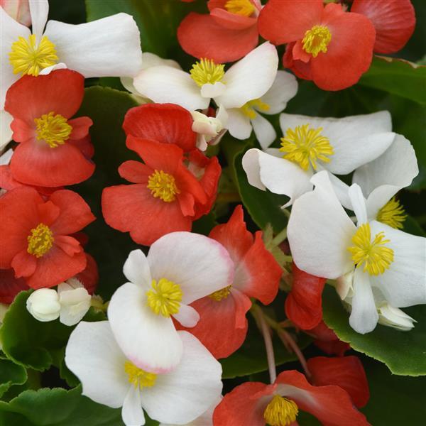 Begonia Seeds Begonia Hula™ Mix Red White Pelleted Seeds