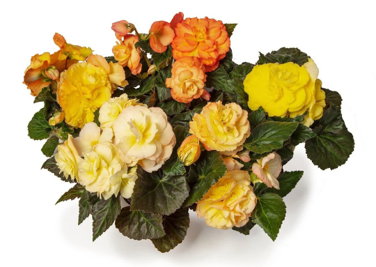 1,000 Pelleted Seeds Begonia Limitless Sunset