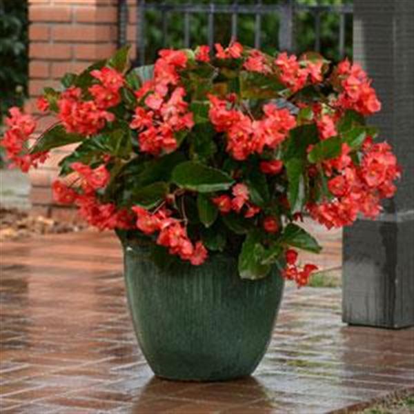 Begonia Seeds Begonia Megawatt™ Red Green Leaf Pelleted Seeds