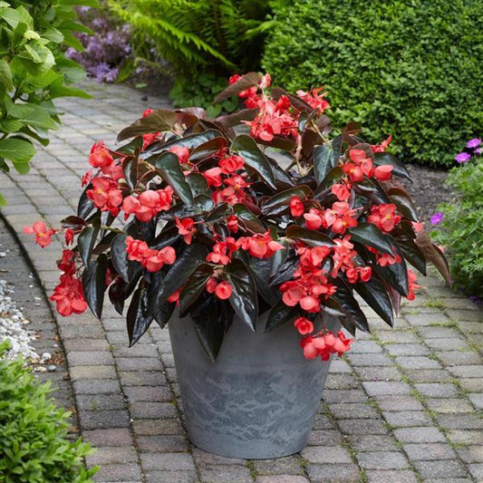 Begonia Seeds Begonia Dragon Wing® Red Bronze Leaf Pelleted Seeds