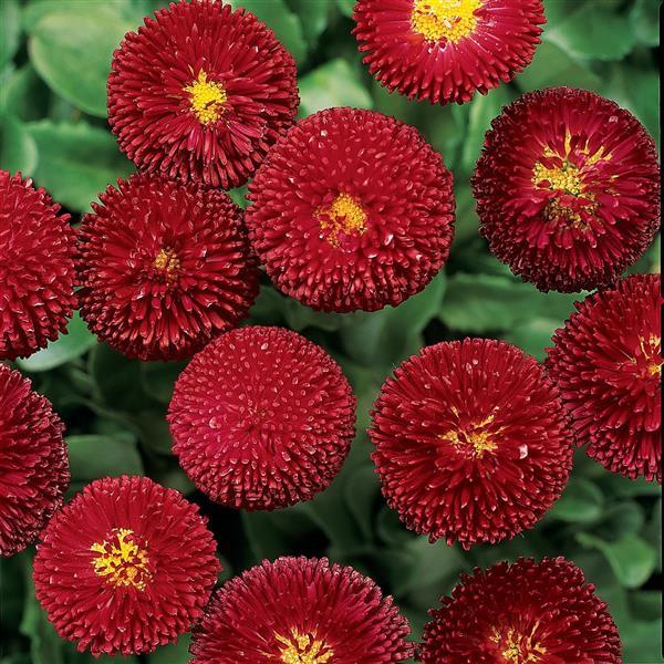 1,000 Pelleted Bellis Seeds Bellis Bellissima™ Red English Daisy