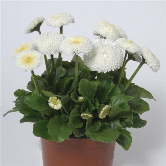 1,000 Pelleted Bellis Seeds Bellis Bellissima™ White English Daisy