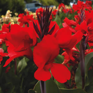 Canna Seeds Canna Tropical Red Bulk Flower Seeds