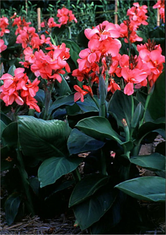 Canna Seeds Canna Tropical Rose Bulk Flower Seeds
