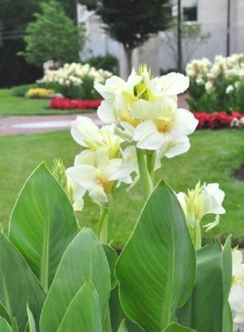 Canna Seeds Canna Tropical White Bulk Flower Seeds