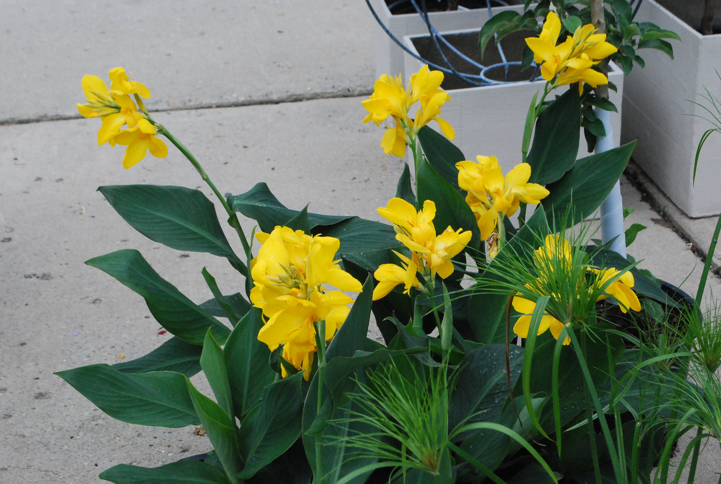 Canna Seeds Canna Tropical Yellow Bulk Flower Seeds