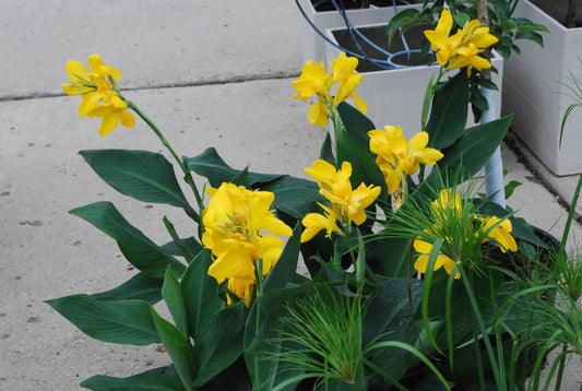 Canna Seeds Canna Tropical Yellow Bulk Flower Seeds