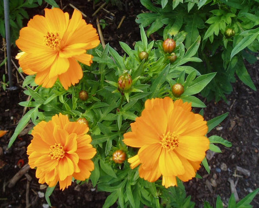 Cosmos Seeds Cosmic Orange Flower Seeds
