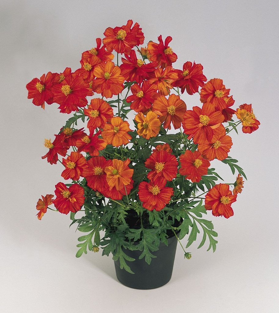 Cosmos Seeds Cosmic Red Flower Seeds
