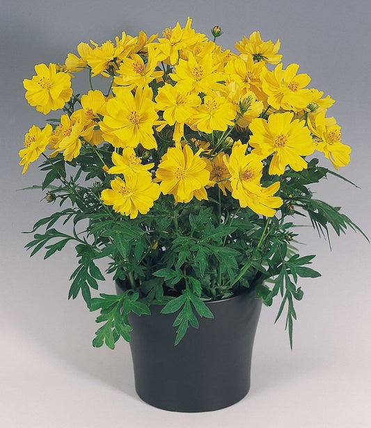 Cosmos Seeds Cosmic Yellow Flower Seeds