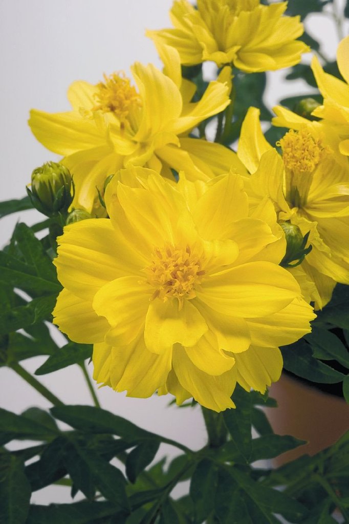 Cosmos Seeds Limara Lemon 1,000 Seeds