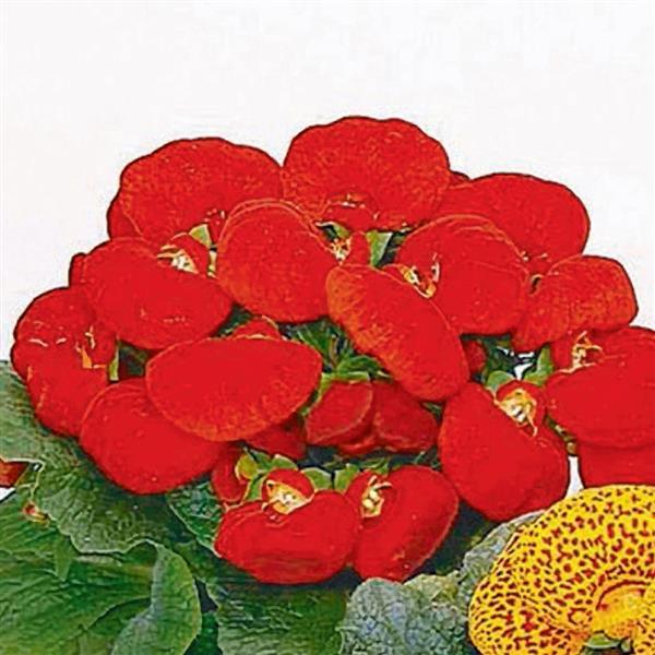 Pelleted Calceolaria Seeds Dainty Red Bulk Seeds