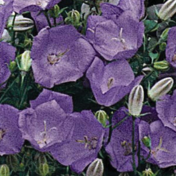 1,000 Pelleted Campanula Seeds Campanula Clips Blue
