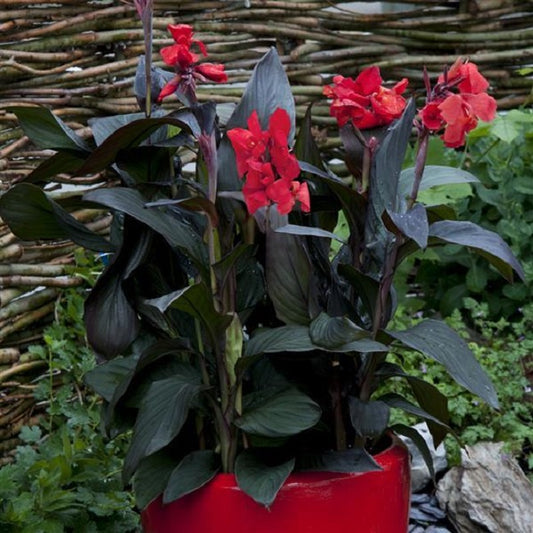 Canna Seeds Cannova® Bronze Scarlet Flower Seeds
