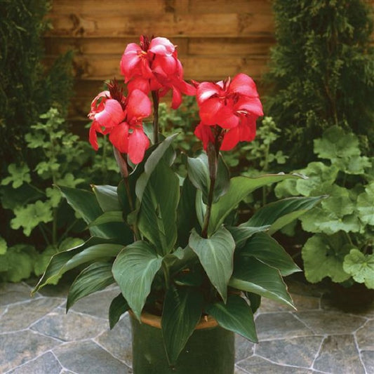 Canna Seeds Cannova® Rose Flower Seeds