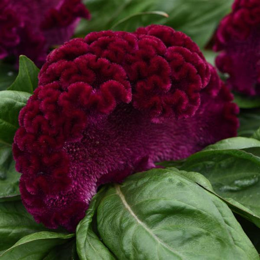 Celosia Seeds Celosia Concertina™ Purple Pelleted Seeds
