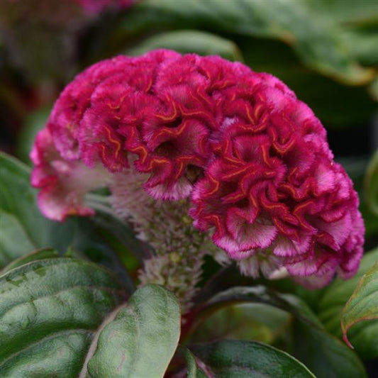 Celosia Seeds Celosia Concertina™ Pink Pelleted Seeds