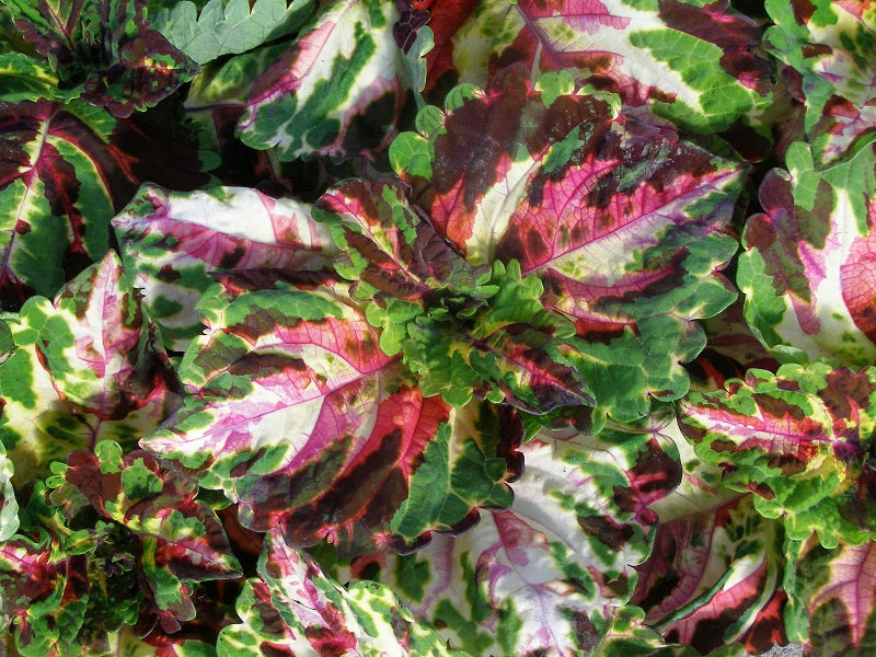 Coleus Seeds Coleus Kong® Mosaic Pelleted Seeds