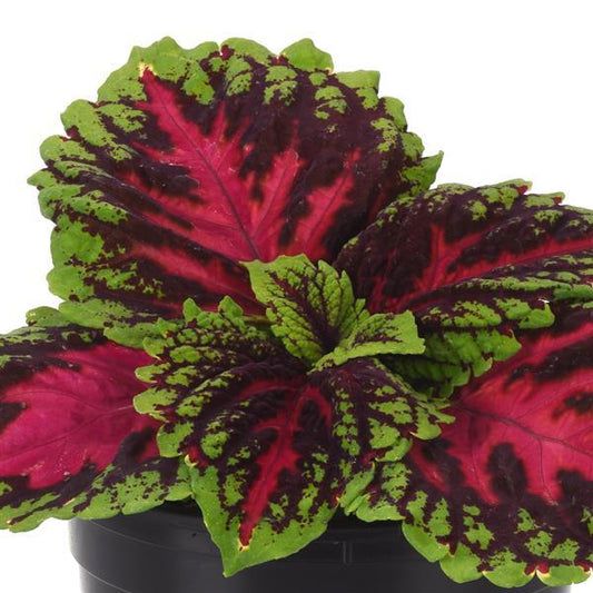 Coleus Seeds Coleus Kong Jr.™ Rose Pelleted Seeds